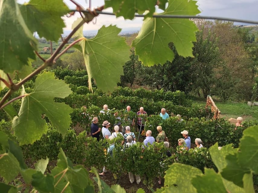 Frascati: 3-Hour Wine and Oil Tasting with Lunch/Dinner - Key things to know before you go