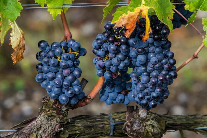 From Roma: Montepulciano and Montalcino, on the Wine Routes - From Piazza del Popolo to the rolling hills: the vibe and pace