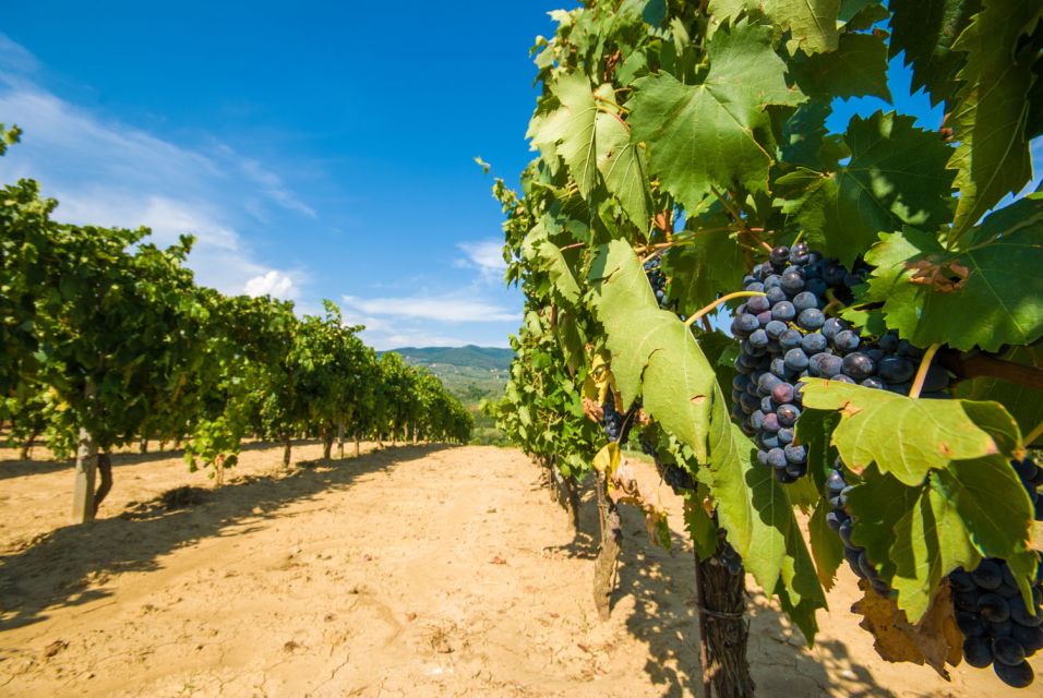 From Rome: Private Tuscany Day Trip - Who this Tuscany private day trip is best for